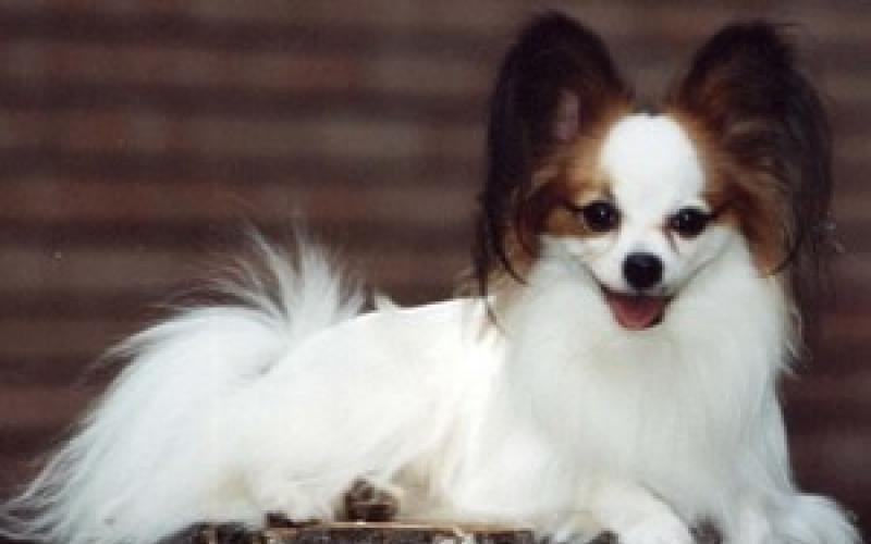Собака Папильон: описание породы и история появления