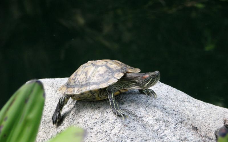 Сухопутные домашние черепахи: всё, что стоит знать о таком питомце