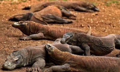 Комодский варан — самая крупная из ныне живущих ящериц Какой дракон водится на острове комодо