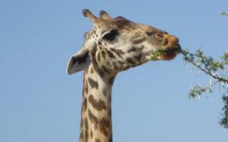 Жирафы — описание, ареал, питание, поведение, размножение и подвиды
