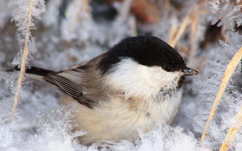 Какие птицы остаются зимовать?