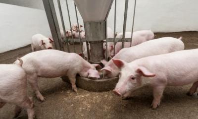 Породы домашних свиней: описание мясных разновидностей с фото