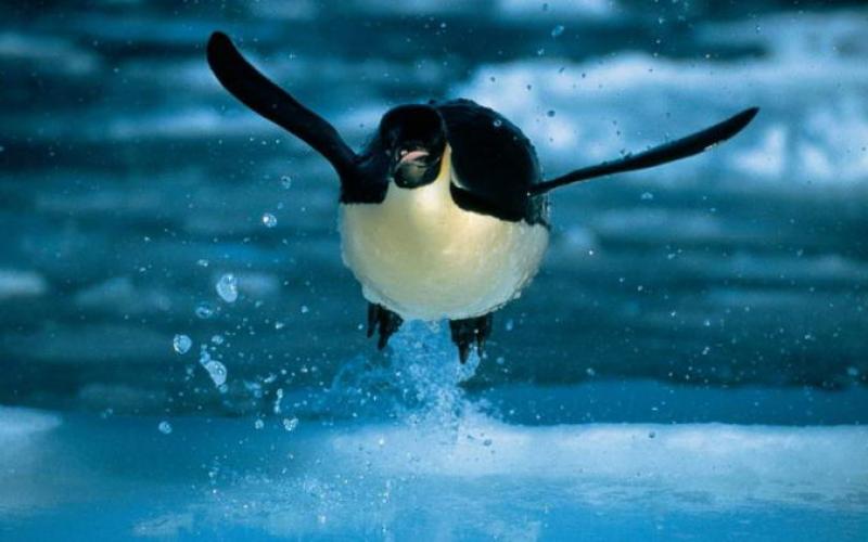 Почему пингвины не могут летать?
