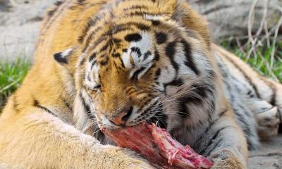 Амурский тигр, описание, интересные факты, численность, фото, видео, где обитает Тигр млекопитающее или нет