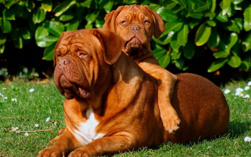 Породы собак: Бордоский дог