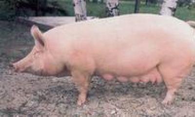 Порода свиней терминальная