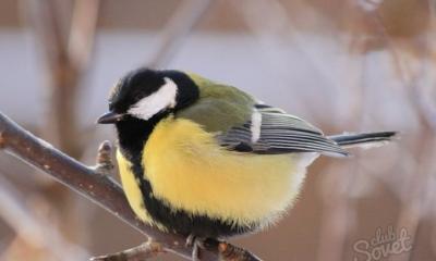 Какие птицы остаются зимовать По каким признакам можно определить зимующих птиц