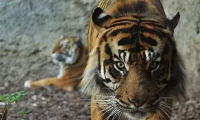 Тигр - доклад сообщение. Тигр. Все подвиды самой красивой кошки Чем питается тигр в природе