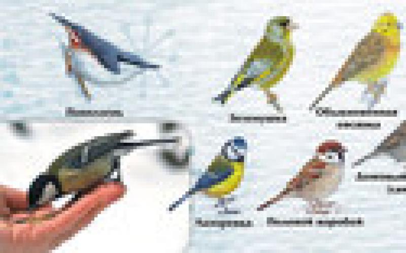 Разновидность маленьких птиц