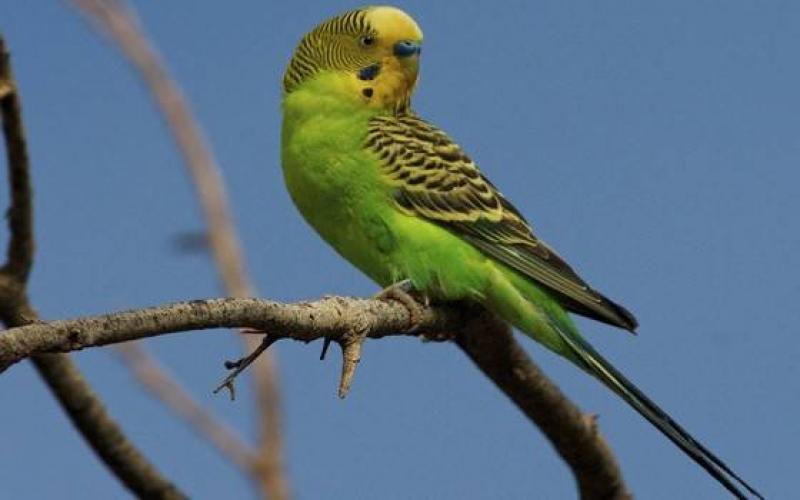 FAQ: как научить попугая разговаривать Как пол попугая влияет на способность к говорению