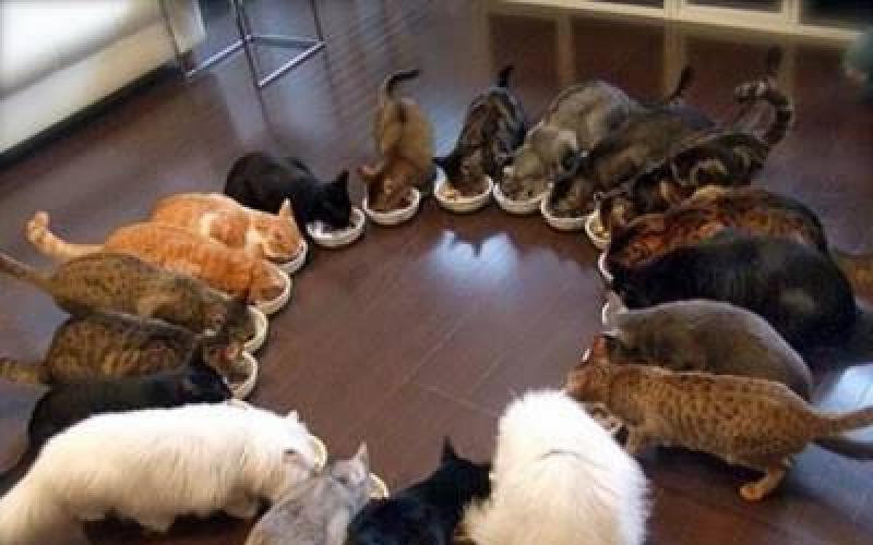 Советы ветеринара, как правильно кормить кошку