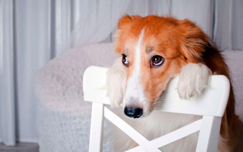 Метеоризм у собак: причины возникновения, лечение и профилактика