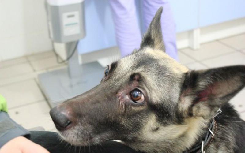Синдром Кушинга у собак: причины, симптомы и лечение Синдром кушинга у собак сколько проживет