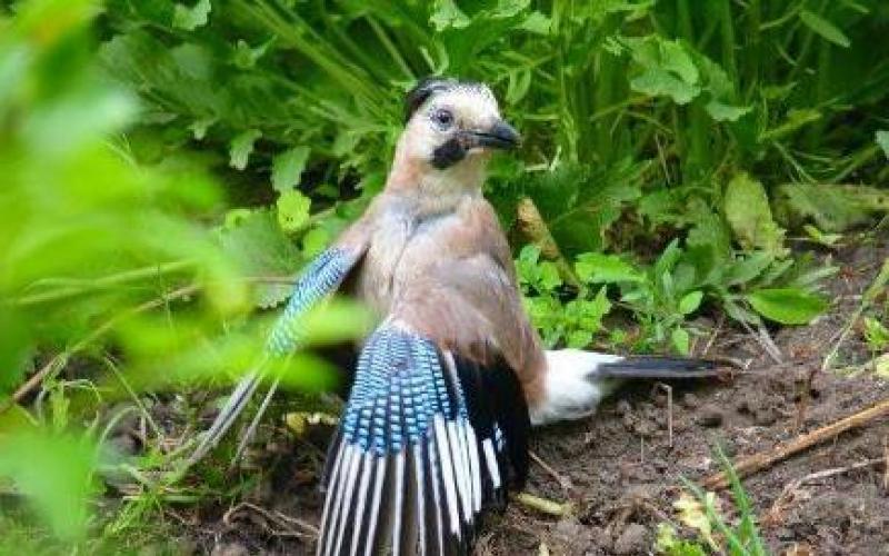 Птица сойка-пересмешница: как выглядит и чем питается