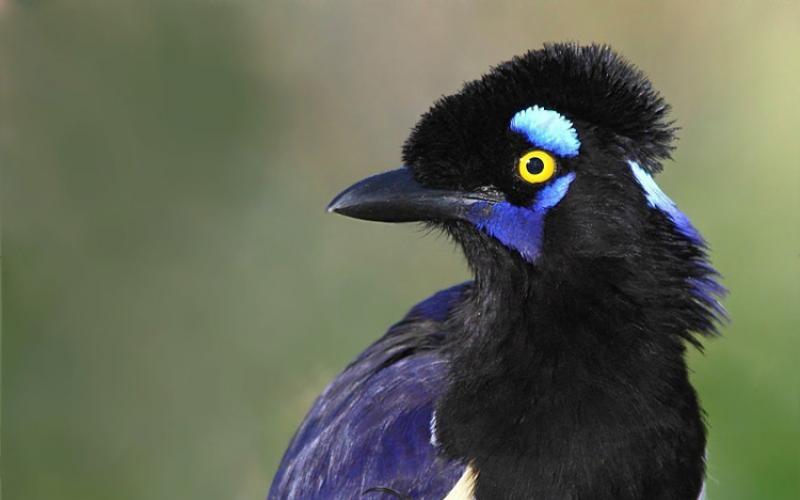 Фото и описание птицы сойки: где обитает и как выглядит