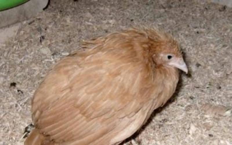 Болезни кур несушек и их лечение: фото, причины, симптомы, лечение Хрипы у цыплят лечение