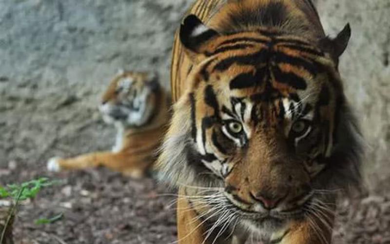 Тигр - доклад сообщение. Тигр. Все подвиды самой красивой кошки Чем питается тигр в природе