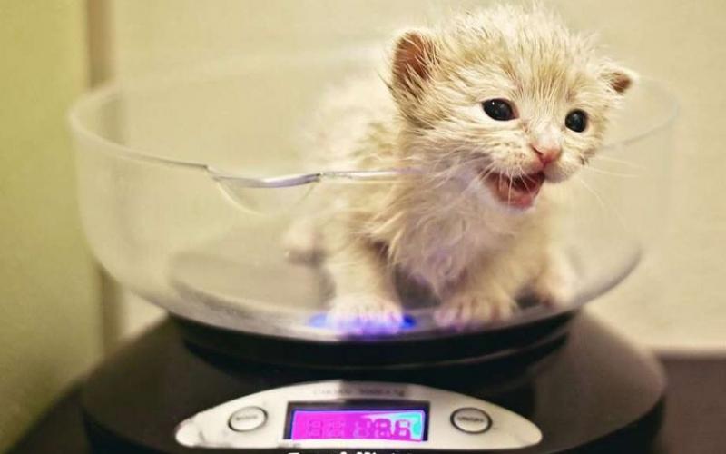 Параметры котят и взрослых кошек шотландской вислоухой породы: средний вес и рост