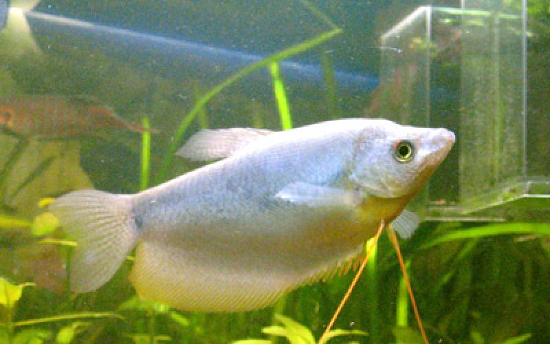 Гурами или Трихогастры (Trichogaster), Нитеносцы (Nematophora) — Аквариумные рыбки