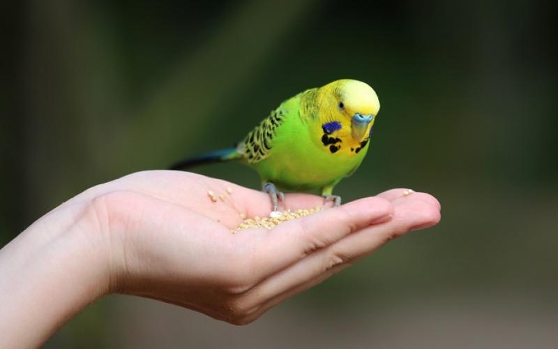 Самый легкий и правильный способ как приручить волнистого попугая к рукам