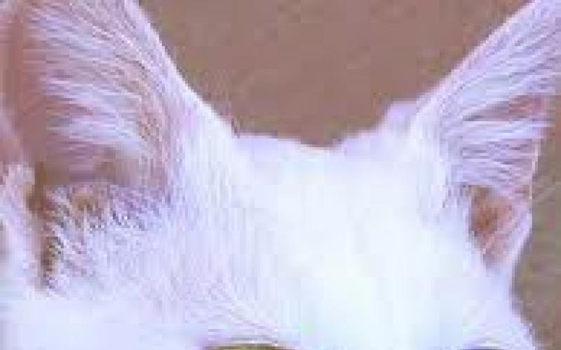 Кошка породы турецкий ван: описание, фото, отзывы