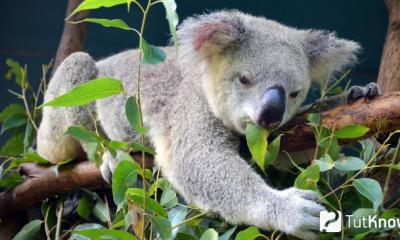 Описание, особенности, образ жизни и среда обитания коалы