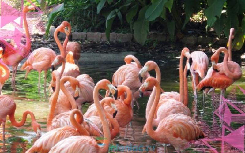 Откуда фламинго получают розовый цвет